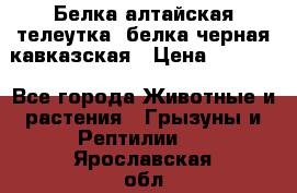 Белка алтайская телеутка, белка черная кавказская › Цена ­ 5 000 - Все города Животные и растения » Грызуны и Рептилии   . Ярославская обл.